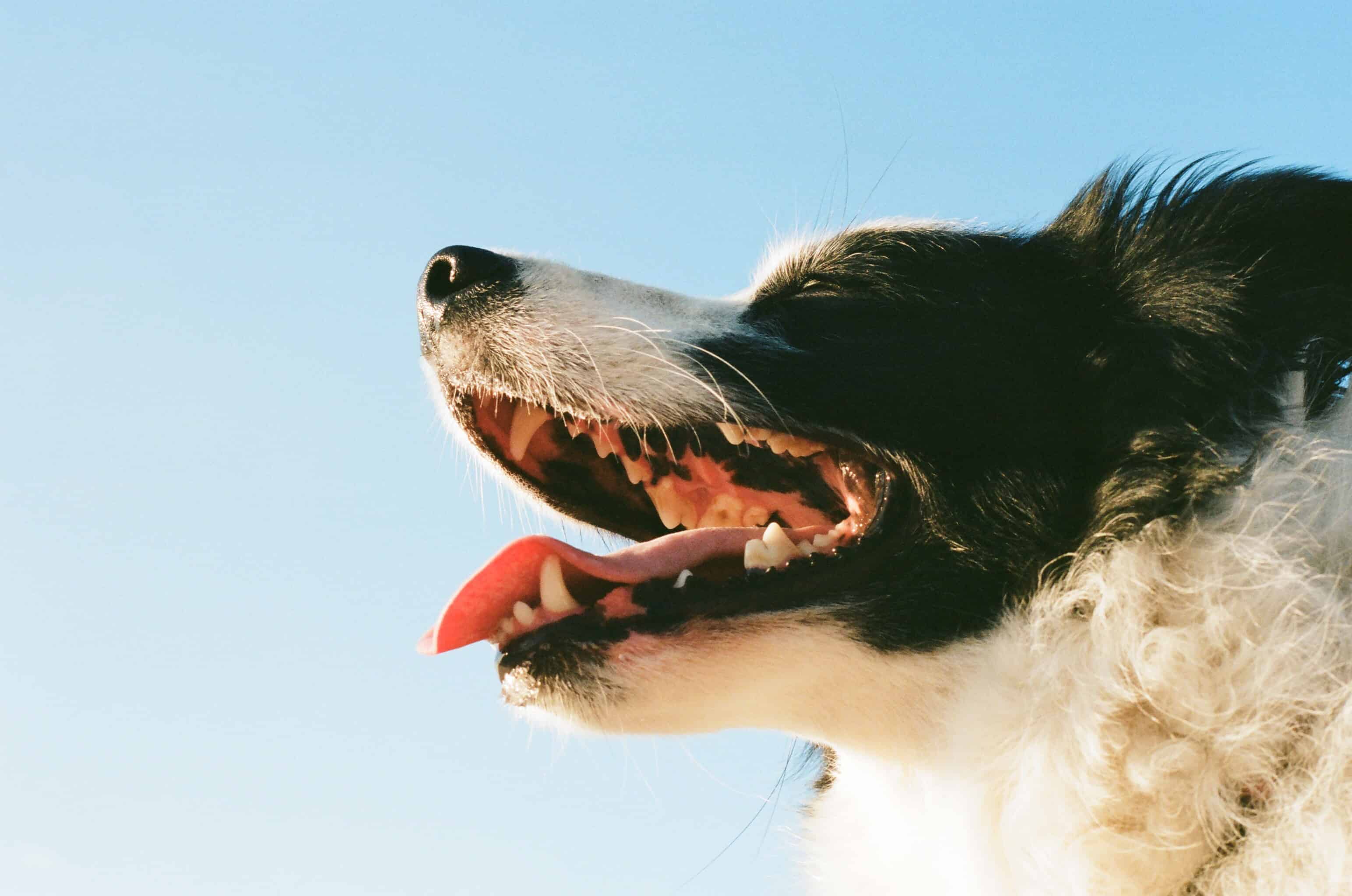 Zahnfleischentzündung-hund