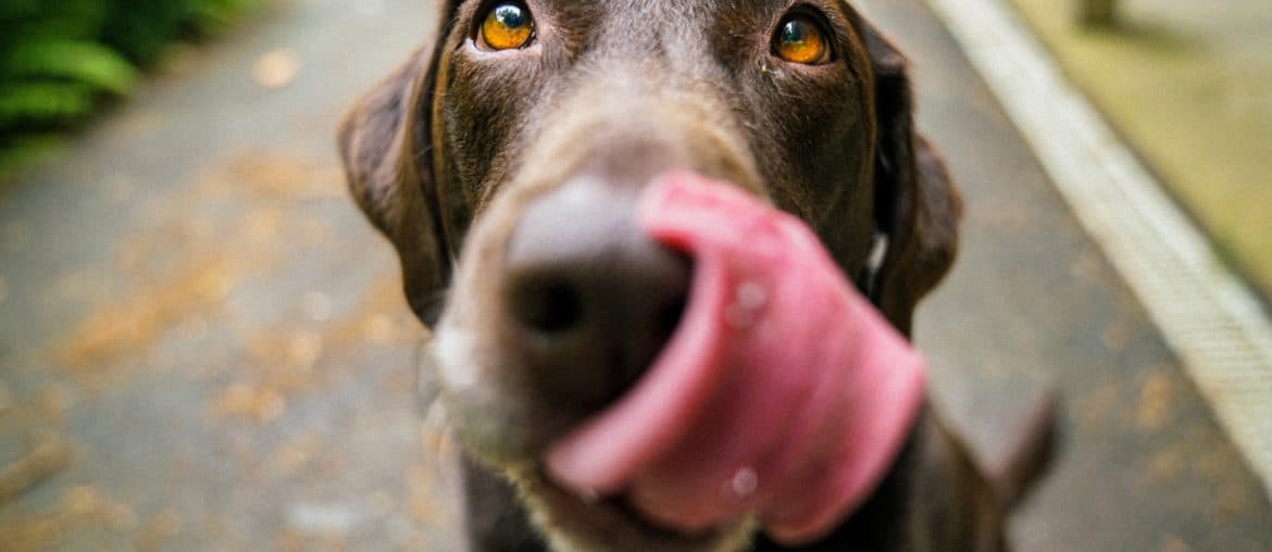 Hund mit herausgestreckter Zunge
