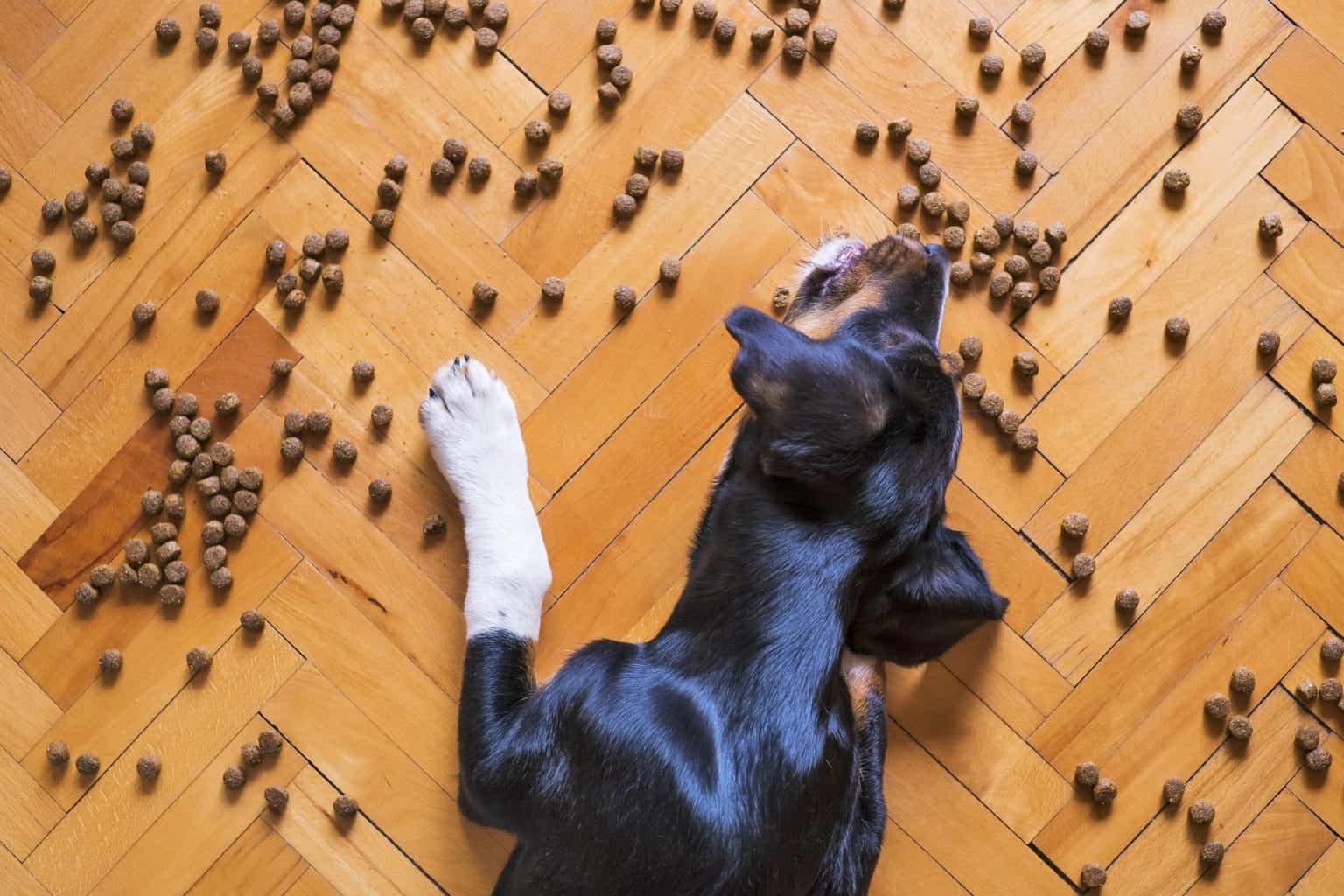 9 Gründe wieso du deinem Hund Olivenöl geben solltest