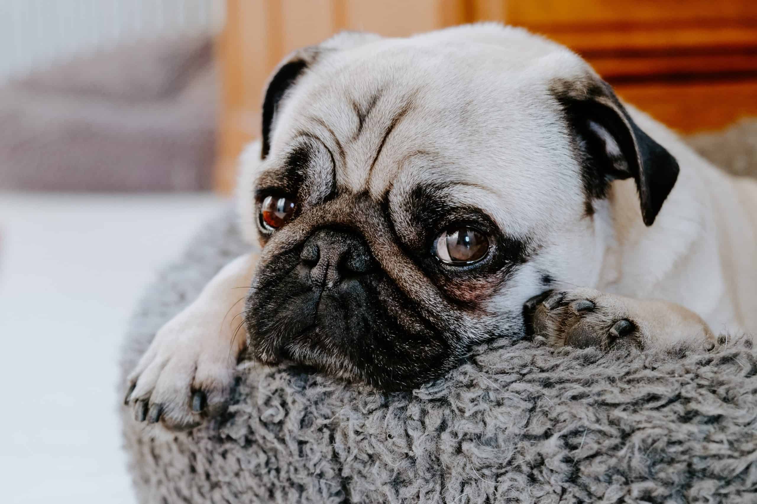 Afskrække indad Følsom OCD beim Hund - Ursachen, Symptome und Behandlung