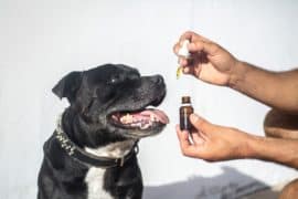 cbd öl hund