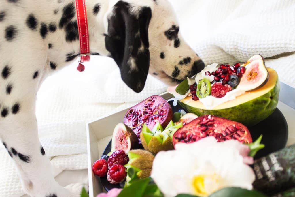 Mundgeruch bei Hunden 5 vielversprechende Tricks für frischen Atem!
